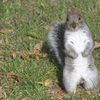 NYC Park Visitors Warned About Hangry Squirrels Out For Blood